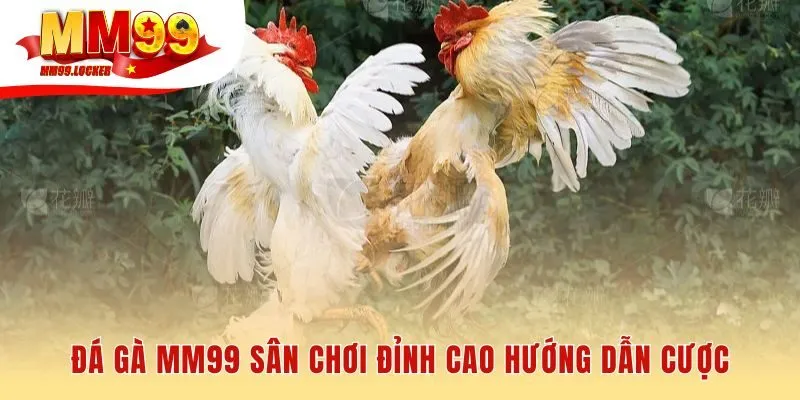 Đá gà MM99 phát sóng Full HD cùng kèo cược đa dạng hấp dẫn