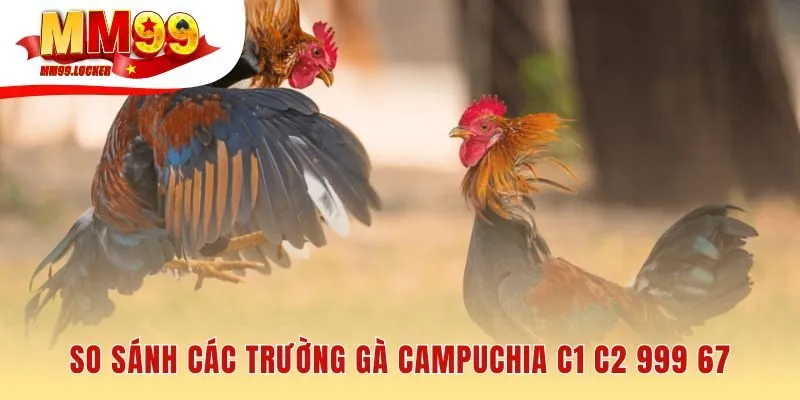 So sánh các trường gà campuchia qua quy mô và loại hình